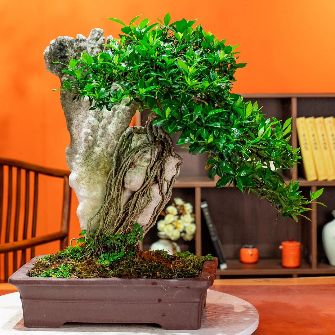 【艺景园-栀子花】通用链接一物一拍高端盆景 以直播间截图为准