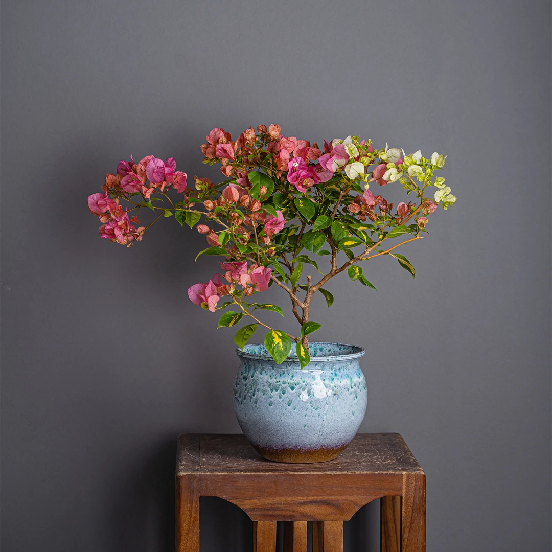 艺景园南洲三角梅通用链接一物一拍   直播间截图为准（1380）