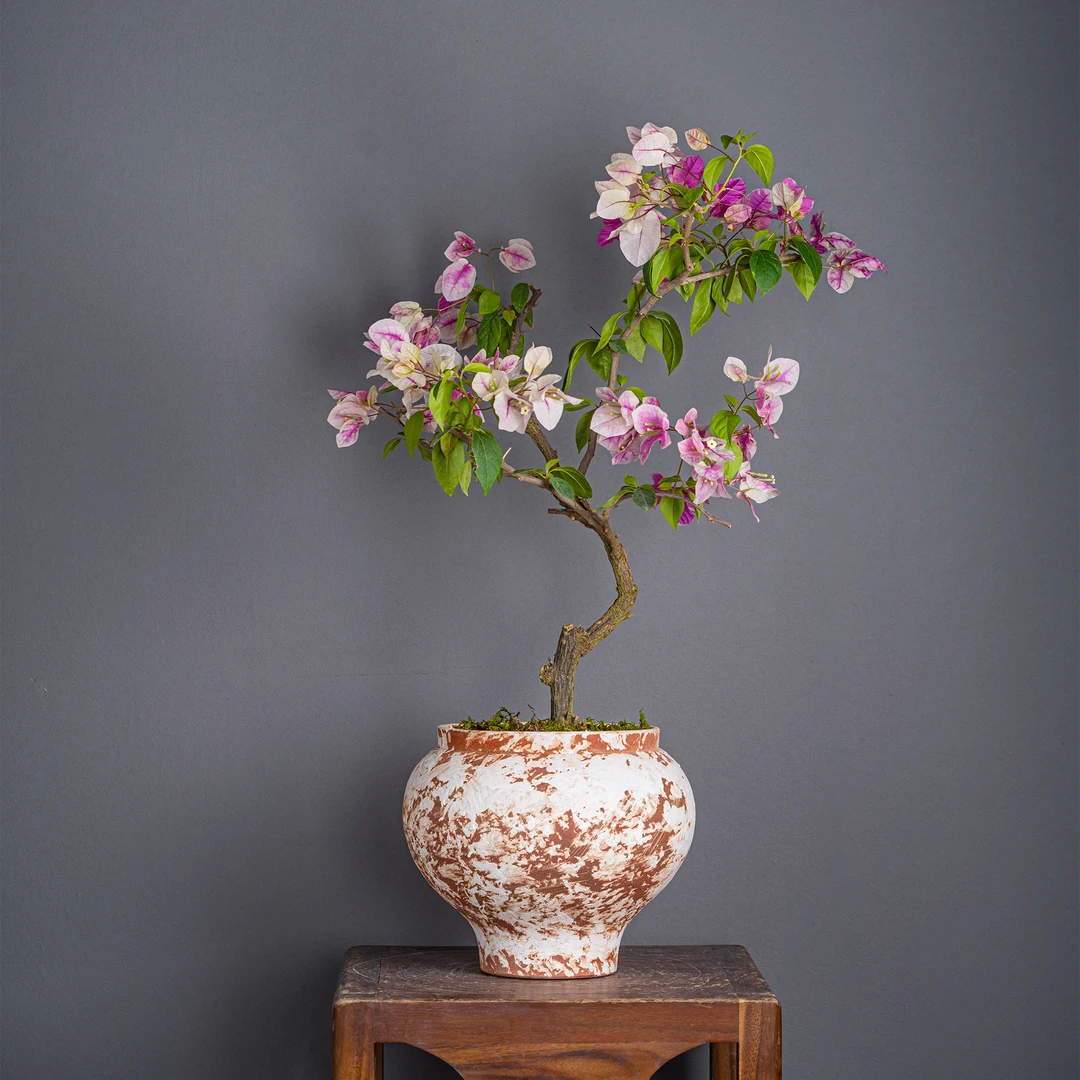 婷婷三角梅-三角梅通用链接一物一拍   直播间截图为准（680）