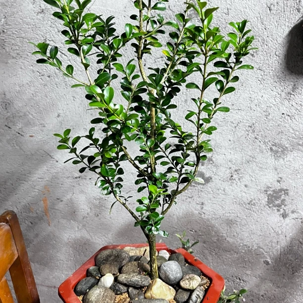 【四年种植】瓜子黄杨庭院绿篱小叶黄杨适盆景室内观赏绿植带小土球