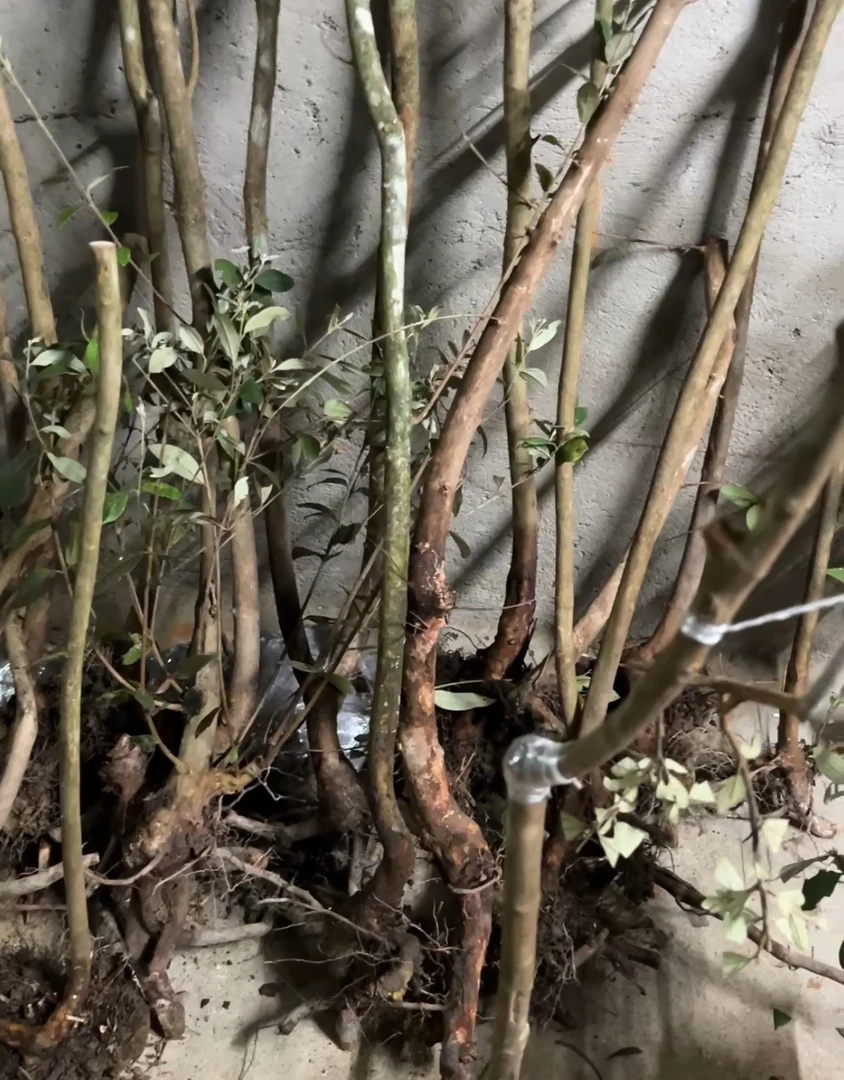 【盆景推荐】夏天桃花-桃金娘含花苞已开花可结果树木盆景（乌捻树）
