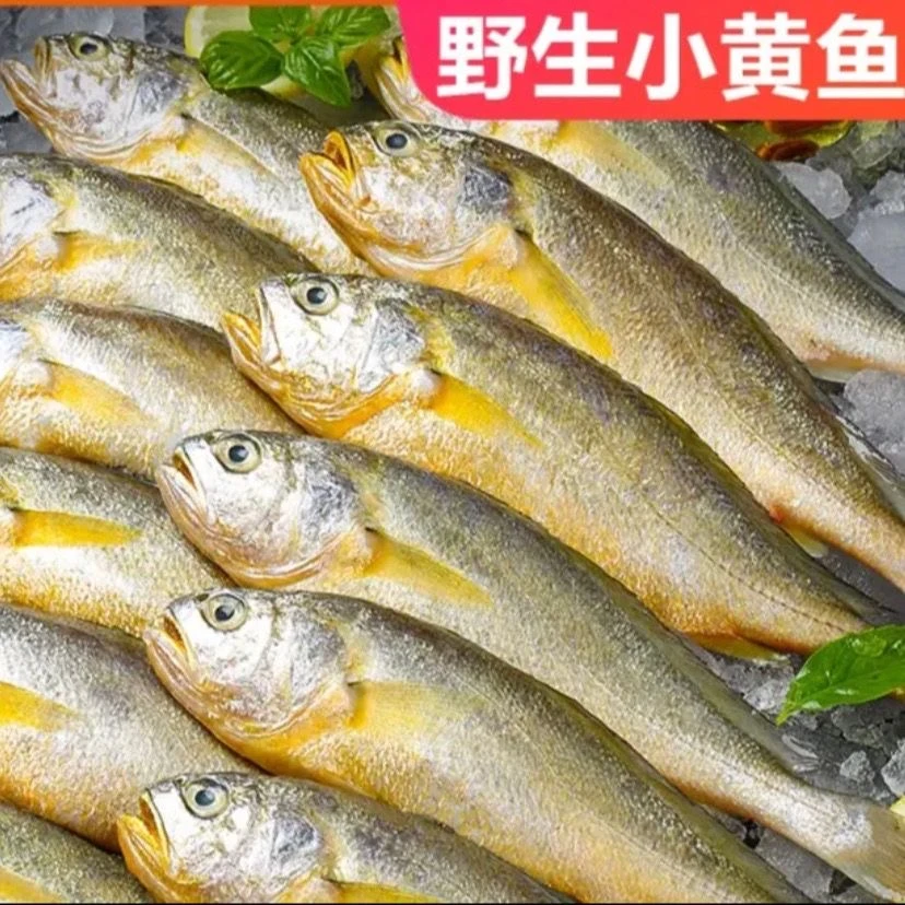 刚下船 海捕野生小黄花5斤鲜活冰鲜发 顺丰包邮