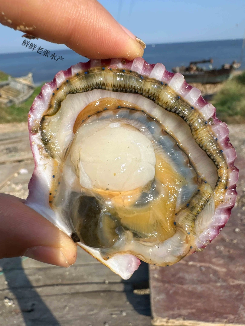 11鲜活小红贝5斤鲜活发 保鲜不包活外壳不好看但是肥1斤12-16个