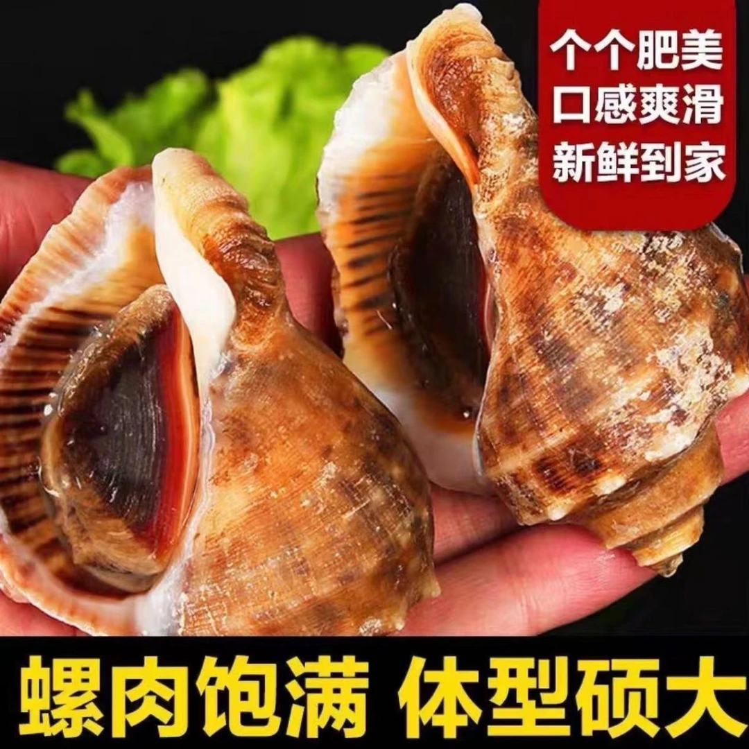 老张推荐  野生海捕大海螺顺丰包邮2斤4斤装