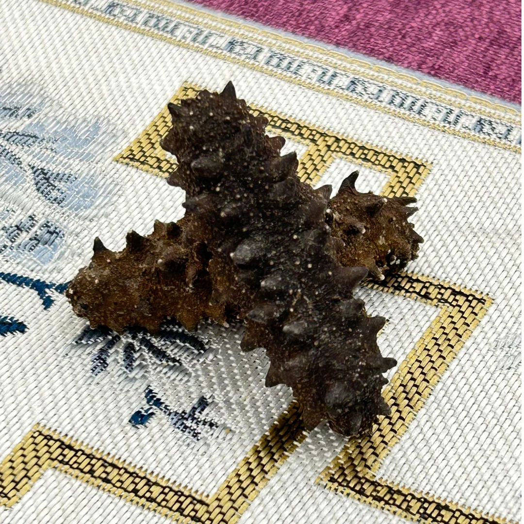 【一德花胶】精品野生海参