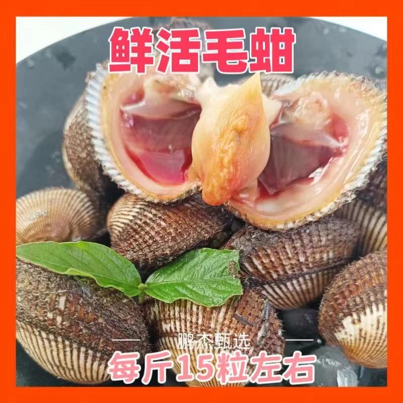 鲜活特大毛蚶毛蚶子新鲜毛蛤皮薄肉厚自带鲜咸海鲜水产顺丰
