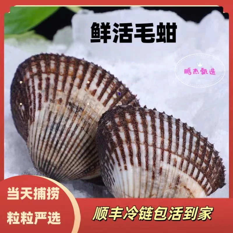 鲜活毛蚶子通货新鲜毛蛤无沙美味贝类毛蚶子肥美毛蛤蜊肉质鲜嫩