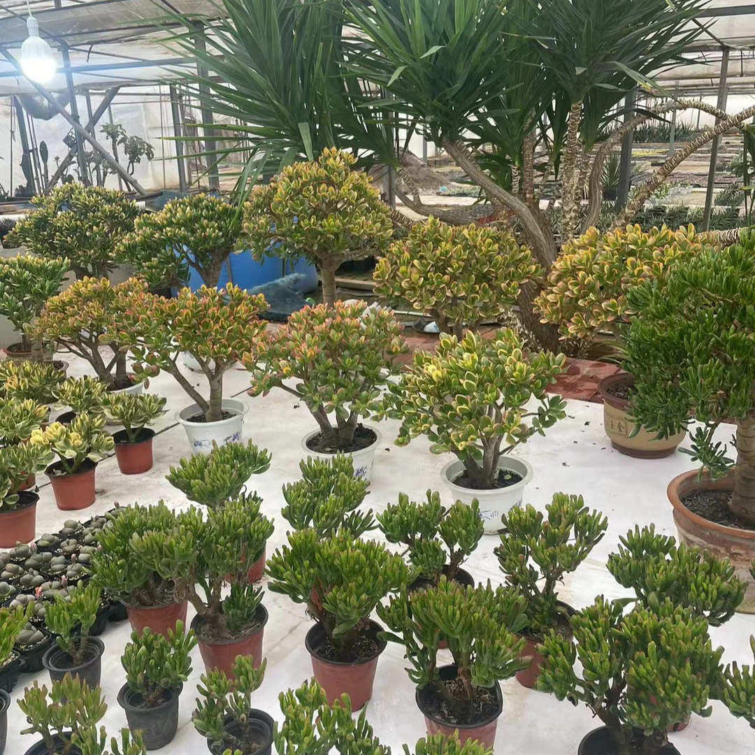 花辞树二号链接多肉玉树多肉盆栽一物一拍吸财树罗汉松多肉植物