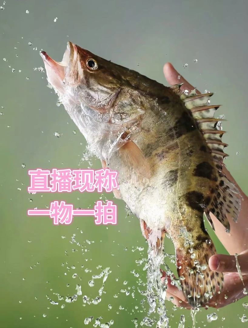 3号鳜鱼改价链接，直播现挑现称现杀 杀好发货下单不退