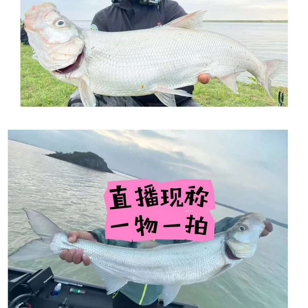 【改价链接称重淡水鱼改价下单拍好不退】直播现拍现称现杀一物一拍