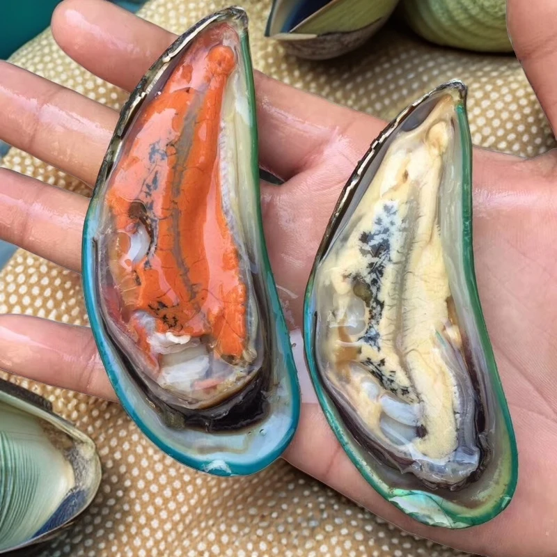 应季生鲜青口贝半壳海虹淡菜贻贝下酒菜肉肥夏日烧烤海虹青口贝