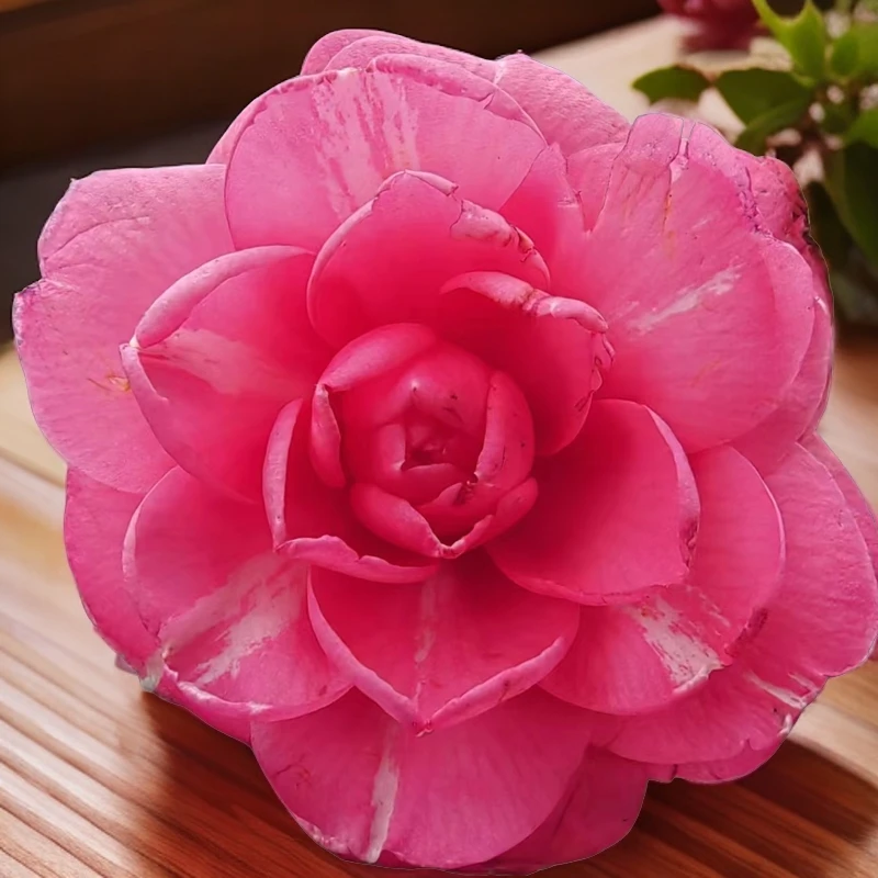山茶花老桩/十八学士/室内外盆栽