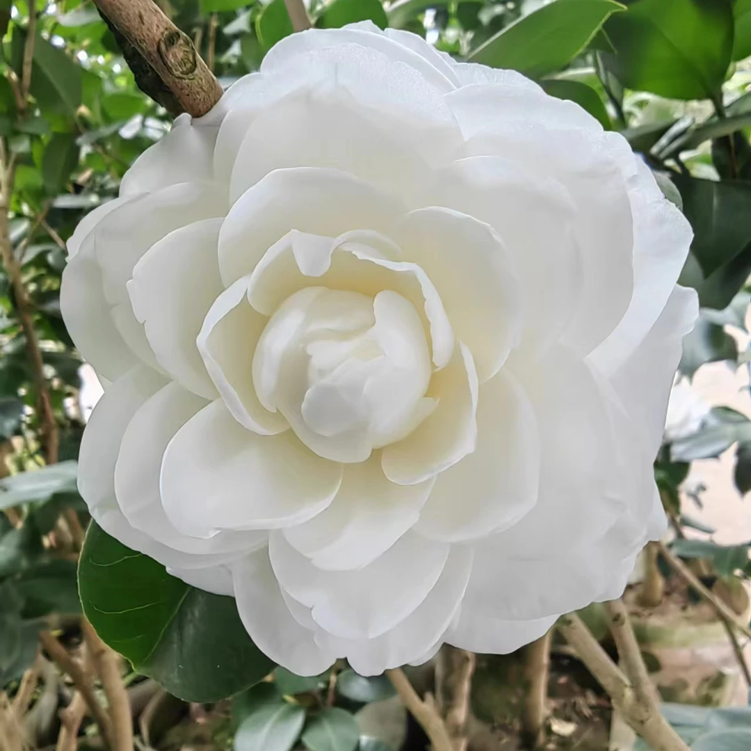 山茶花老桩/白十八学士/室内外盆栽
