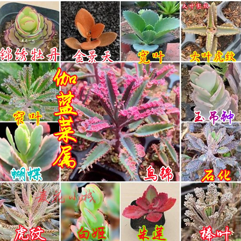 名贵多肉稀有宽棒窄大叶虎纹不死鸟锦落地生根锦绣牡丹蝴蝶之舞