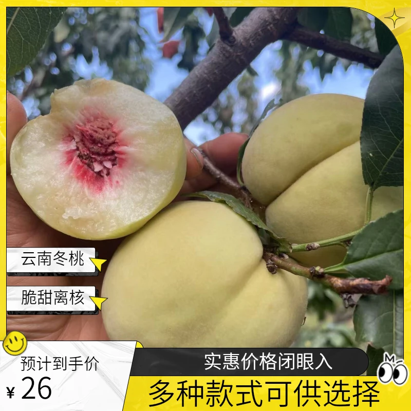 云南冬桃脆甜离核高山新鲜水果特产