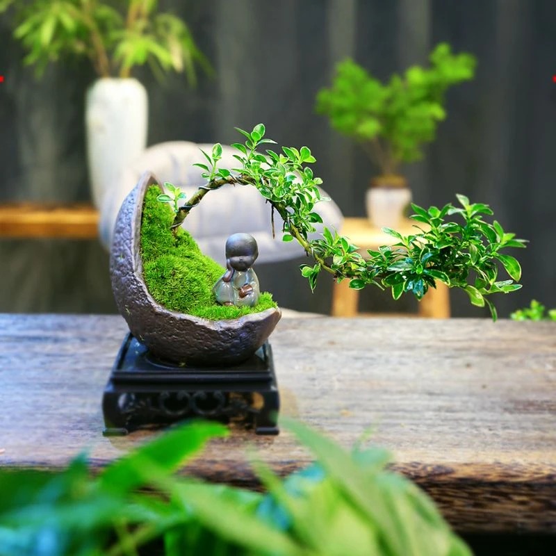 造型悬崖六月雪老桩盆栽盆景植物室内花卉办公室桌面清新冬季发货