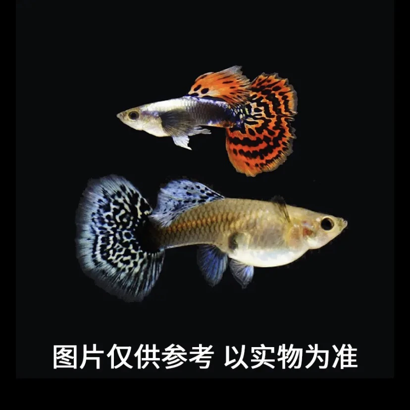 大耳孔雀鱼观赏鱼2-3cm(运输损耗补差价不补发)