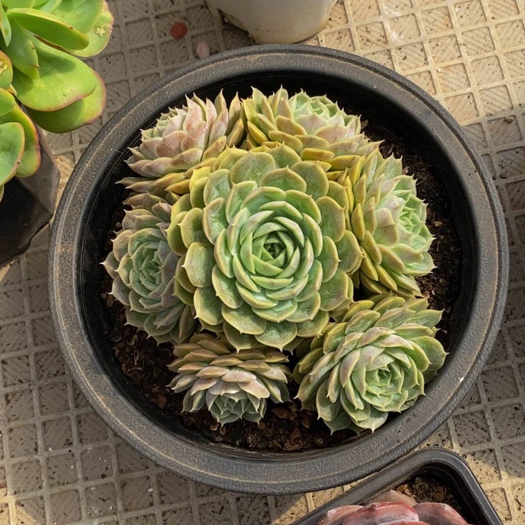 48包邮，一物一拍多肉植物