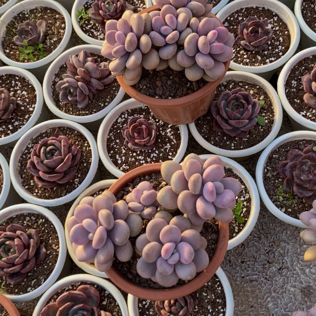 w****。48包邮，一物一拍多肉植物