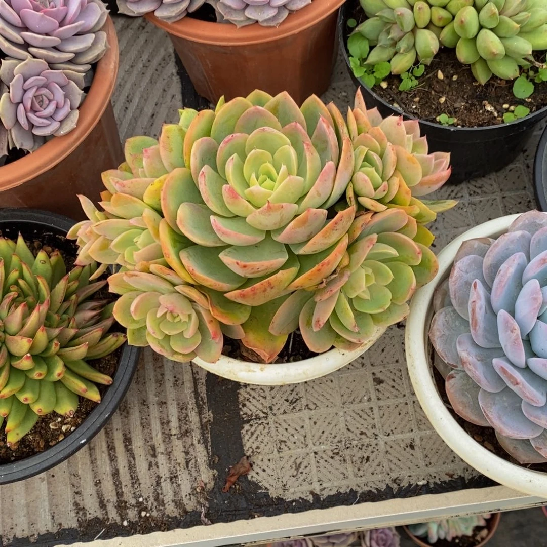 昕*48包邮一物一拍多肉植物