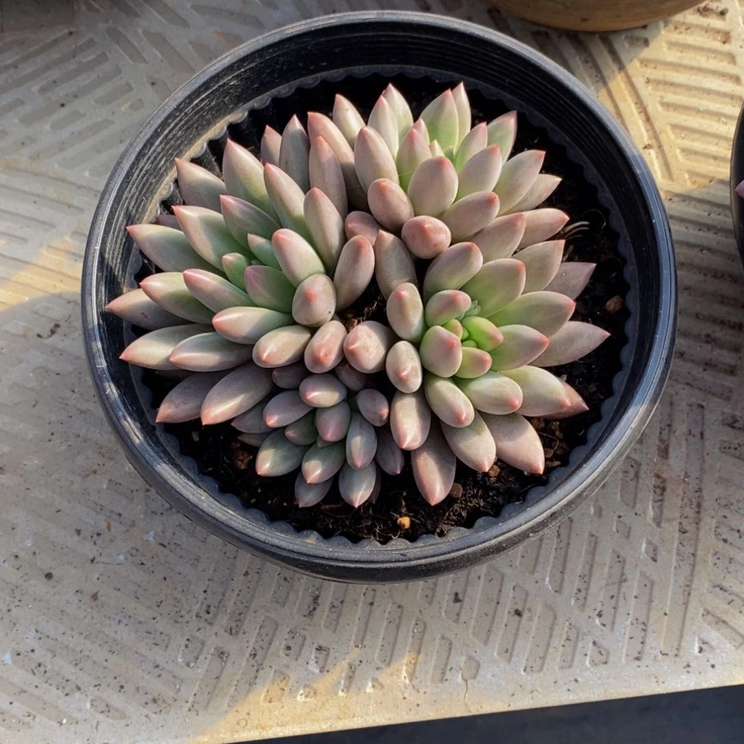 柠*茶多肉植物一物一拍