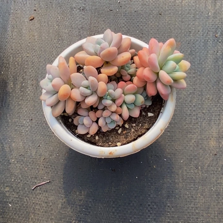 48包邮一物一拍多肉