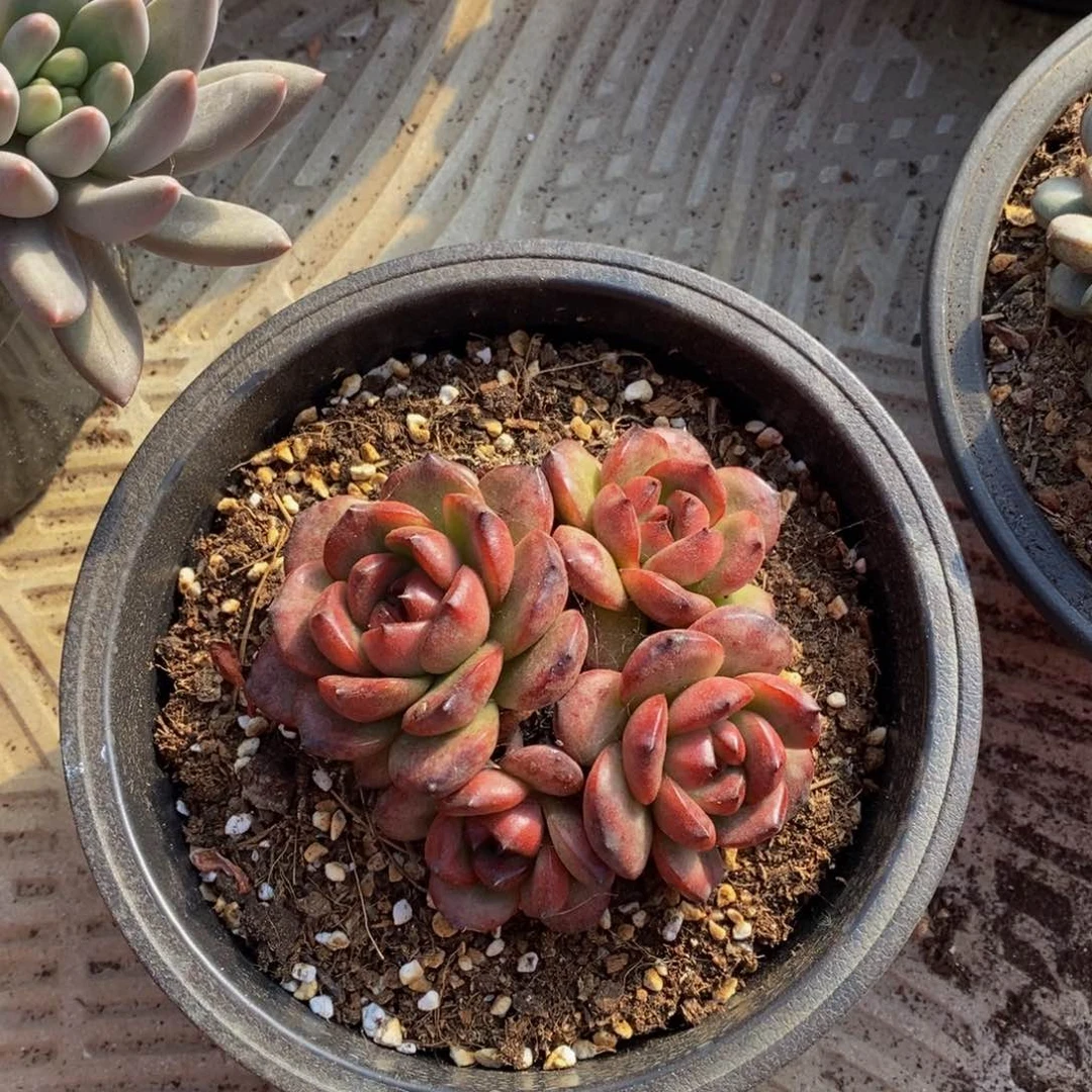 雨**空48包邮多肉植物一物一拍