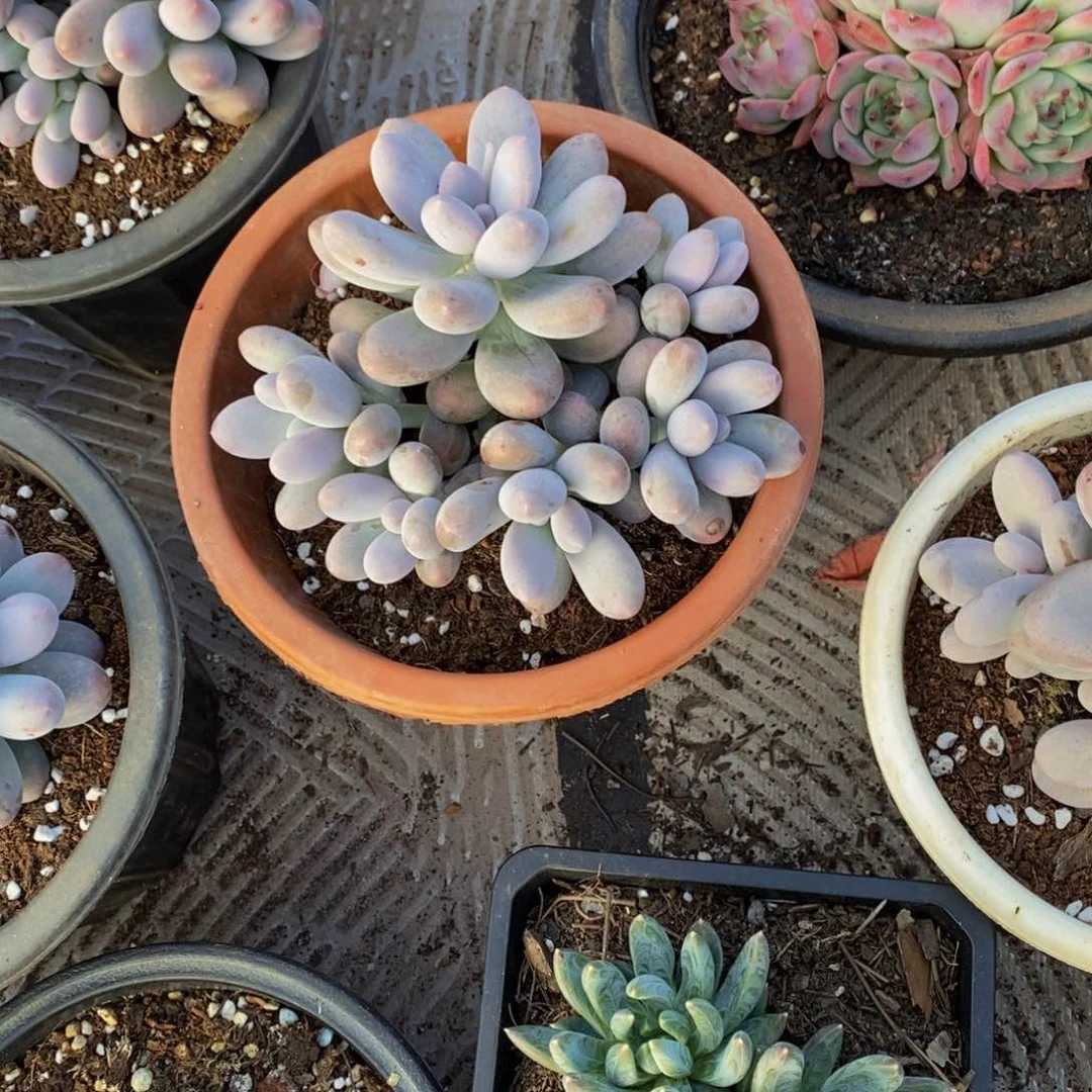 芝***文48包邮一物一拍多肉