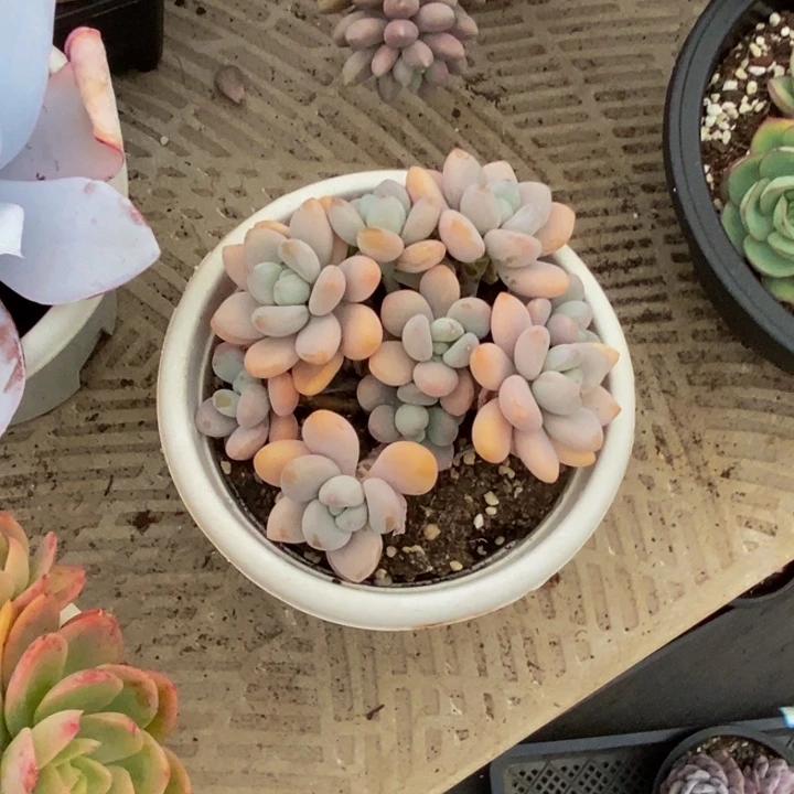 ?***?48包邮一物一拍多肉