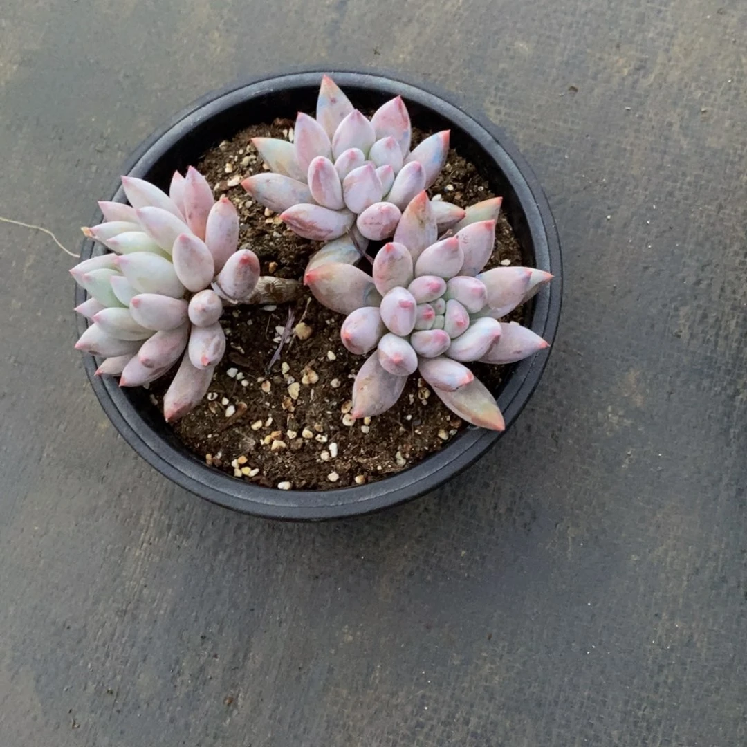 甜*48包邮一物一拍多肉