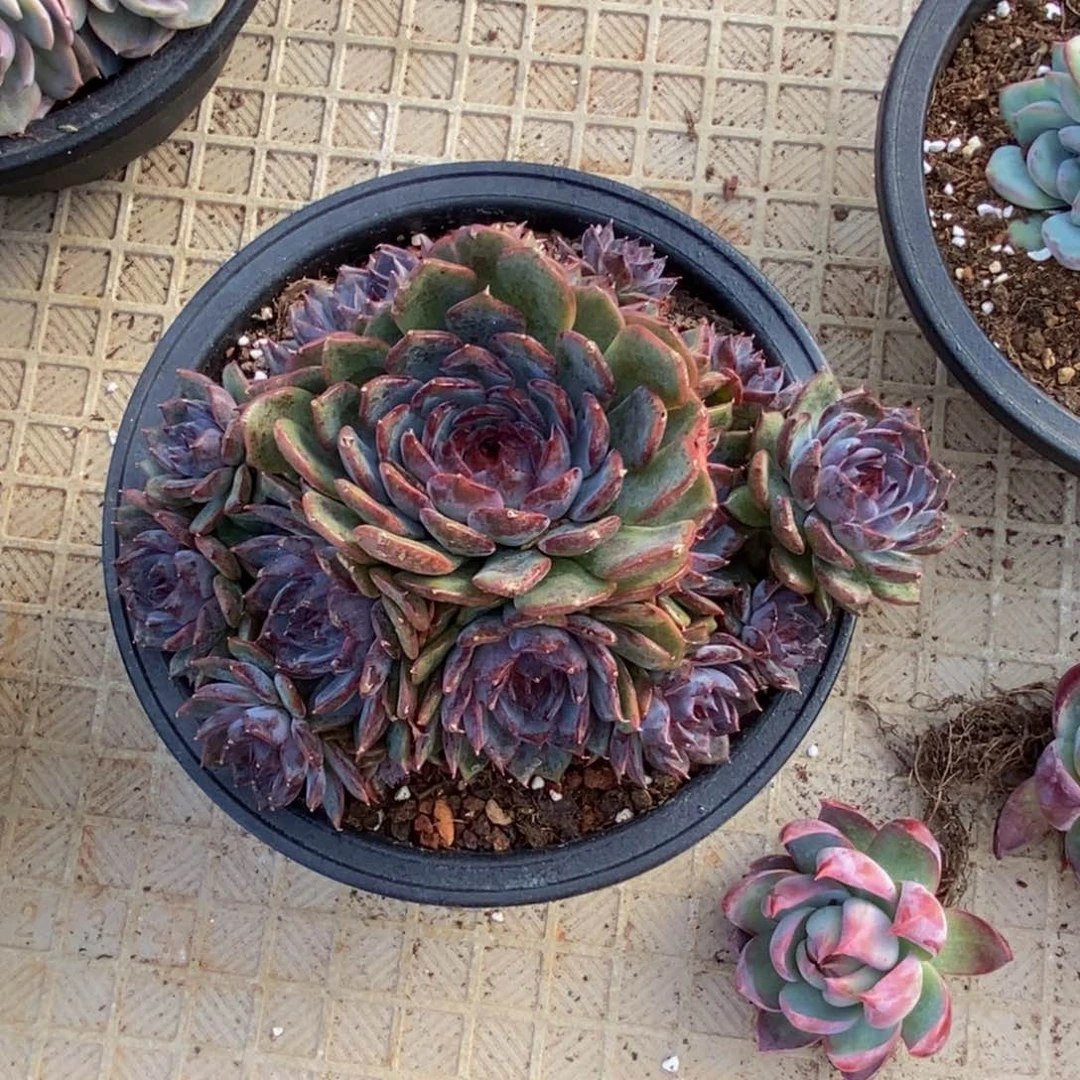 48包邮一物一拍多肉植物