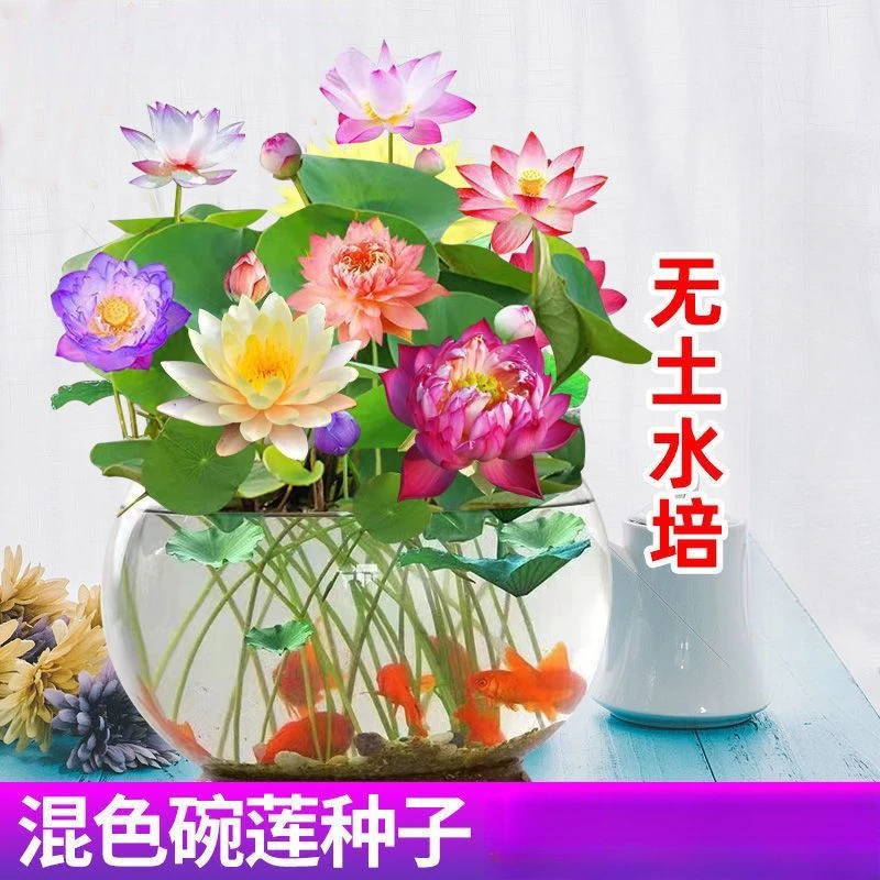 碗莲种水培水养绿植睡莲荷花无土盆栽花卉