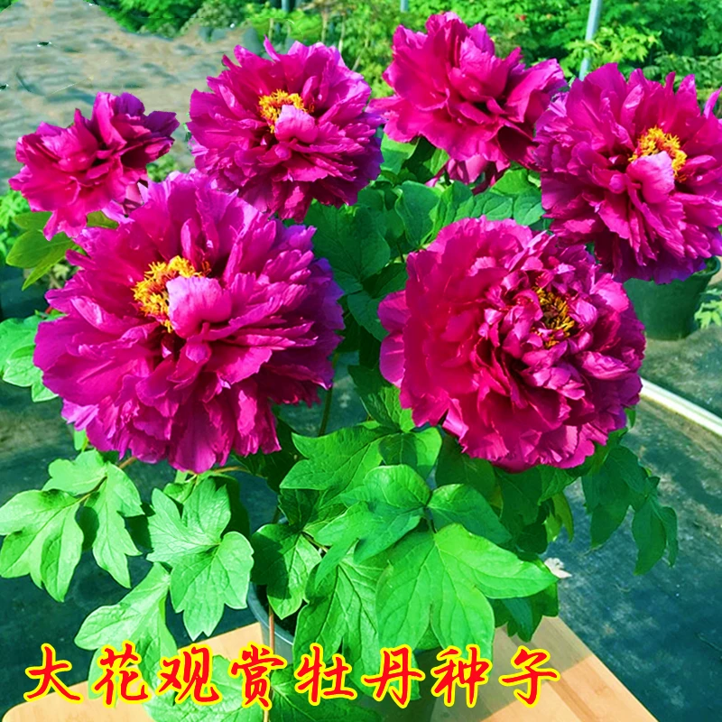 牡丹花种子洛阳芍药花富贵花种籽盆栽室内庭院多年生四季绿植花籽