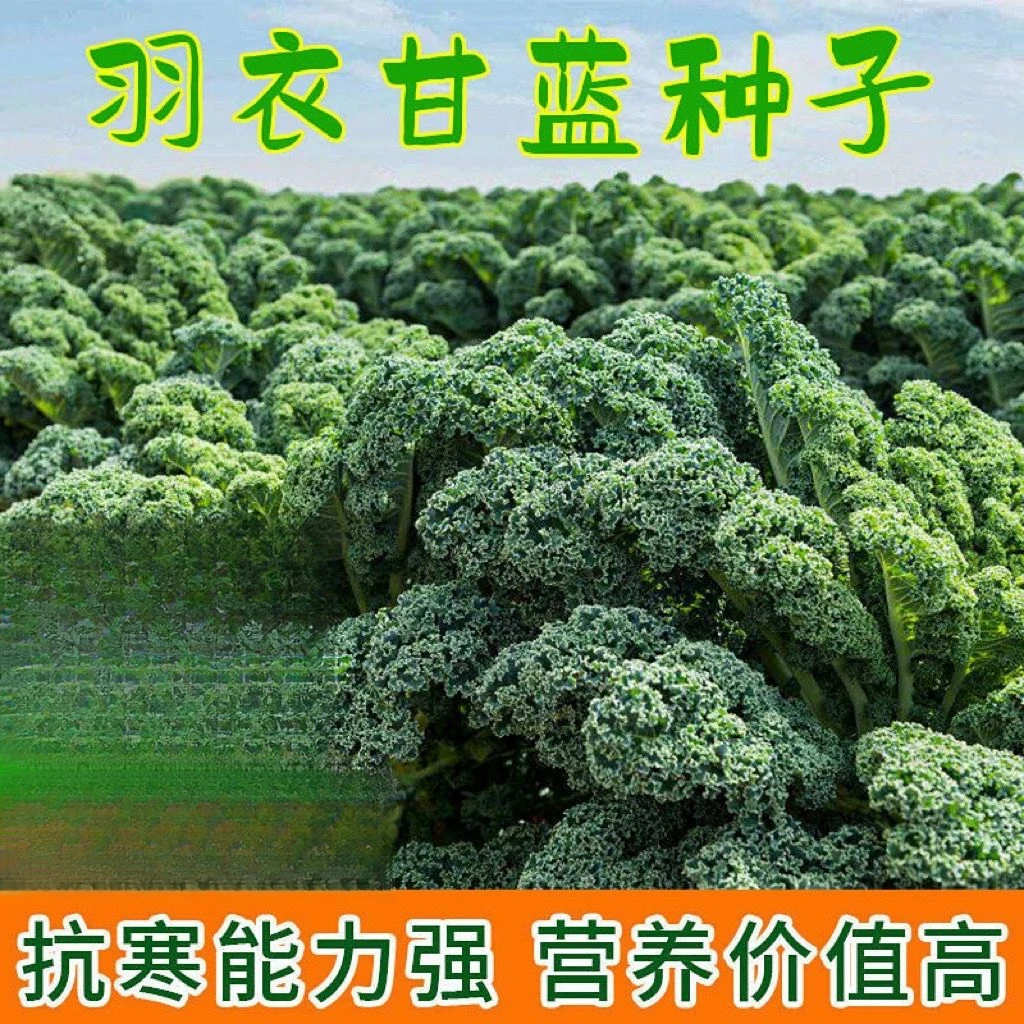 羽衣甘蓝蔬菜种子食用甘蓝蔬菜种籽阳台四季盆栽雨衣邹叶甘蓝种子