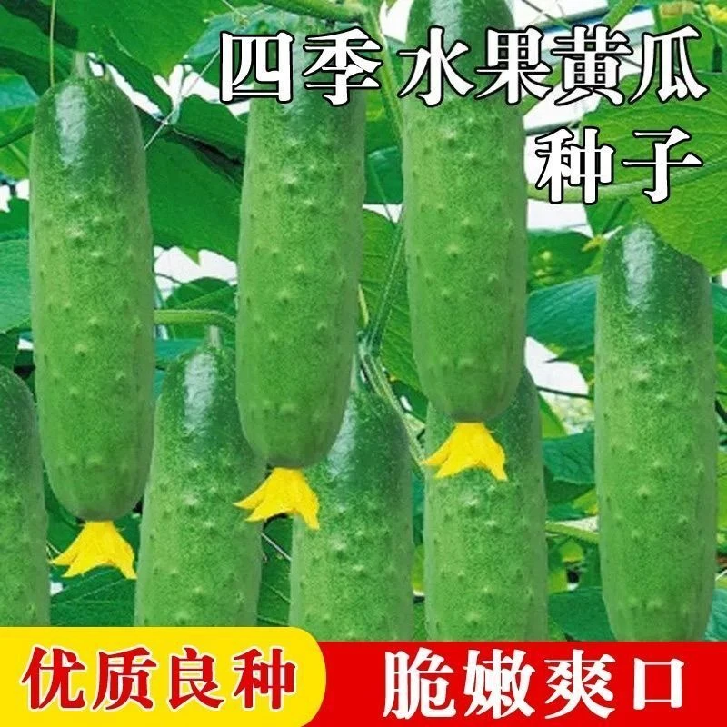 四季播种水果黄瓜节节瓜小黄瓜地载阳台盆栽菜籽农家黄瓜种子
