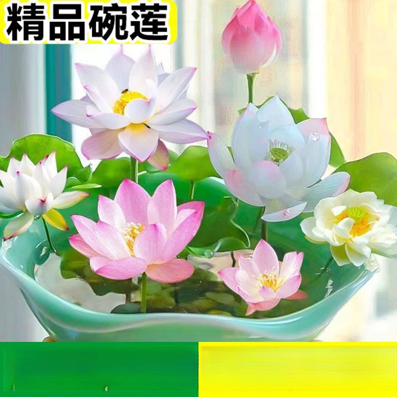 碗莲种水培水养绿植物睡莲荷花无土盆栽花卉