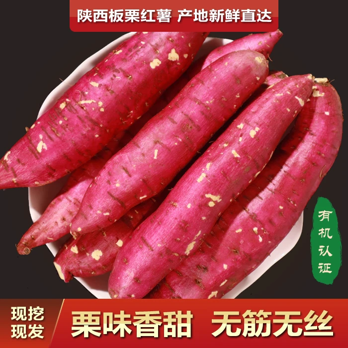 陕西正宗有机板栗红薯粉糯香甜 现挖现发农村生态种植新鲜直达