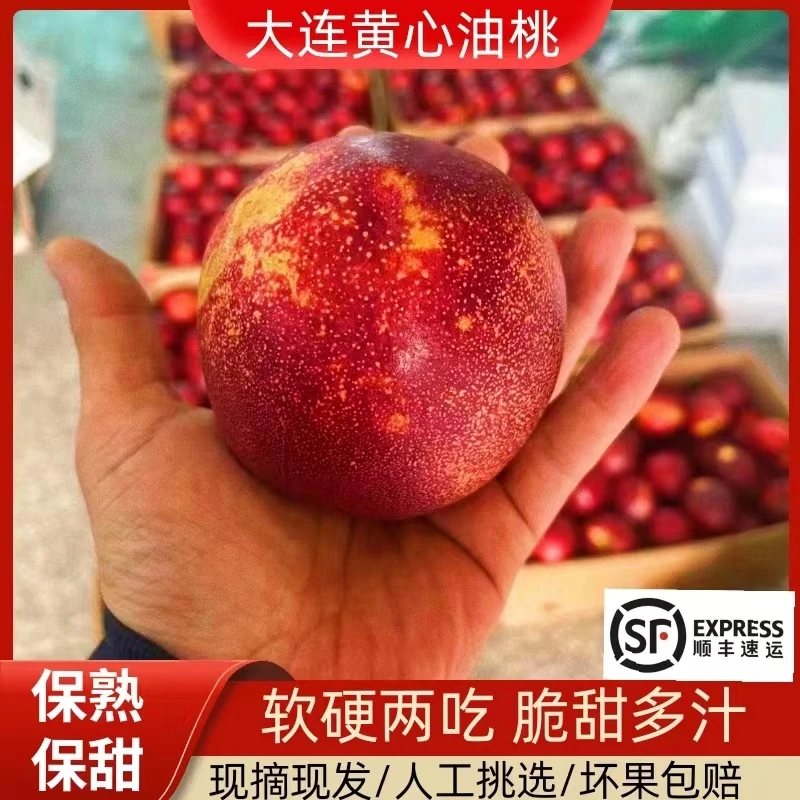 大连麻脸黄心油桃脆甜麻点桃子果园精选大果孕妇能吃 3斤/5斤顺丰