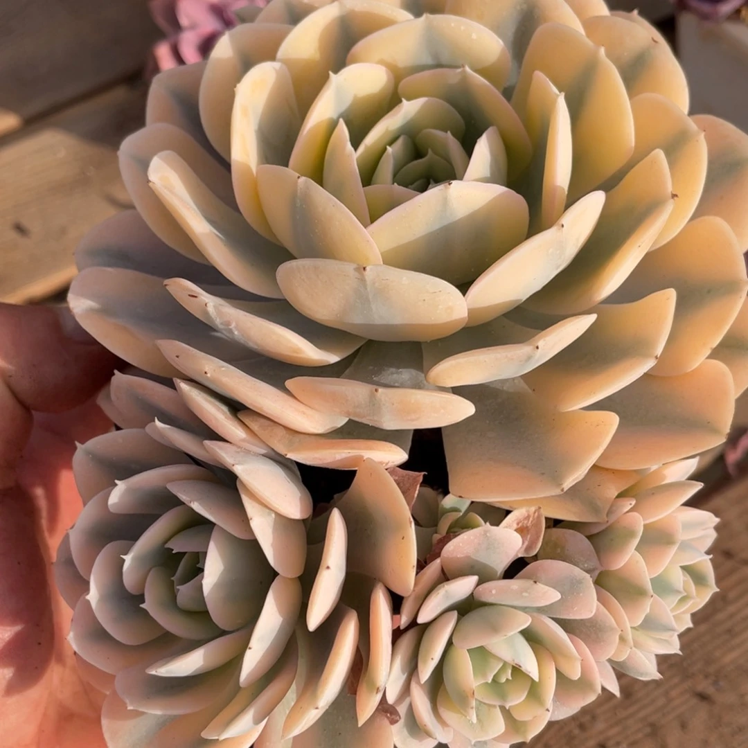 淘多肉安娜玫瑰群一个