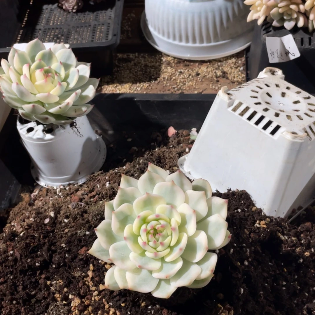 小**?淘多肉吉娃娃锦一个