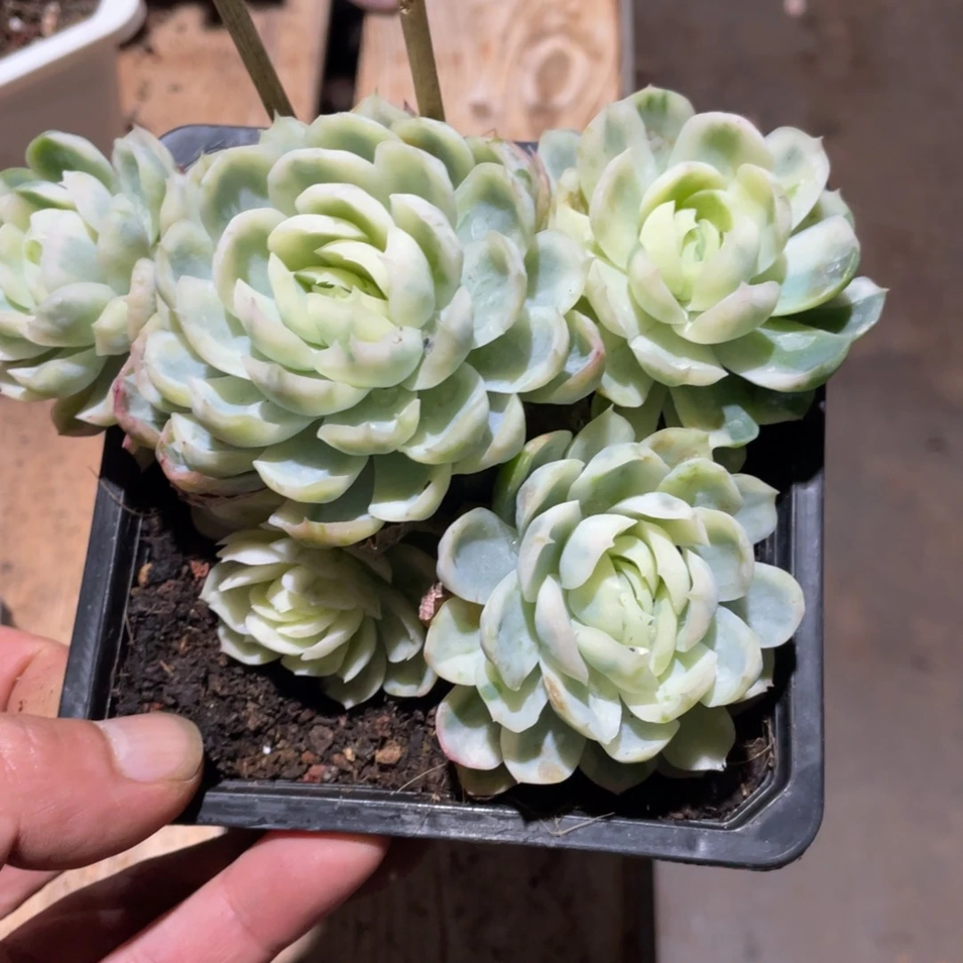 淘多肉贝瑞锦群一个