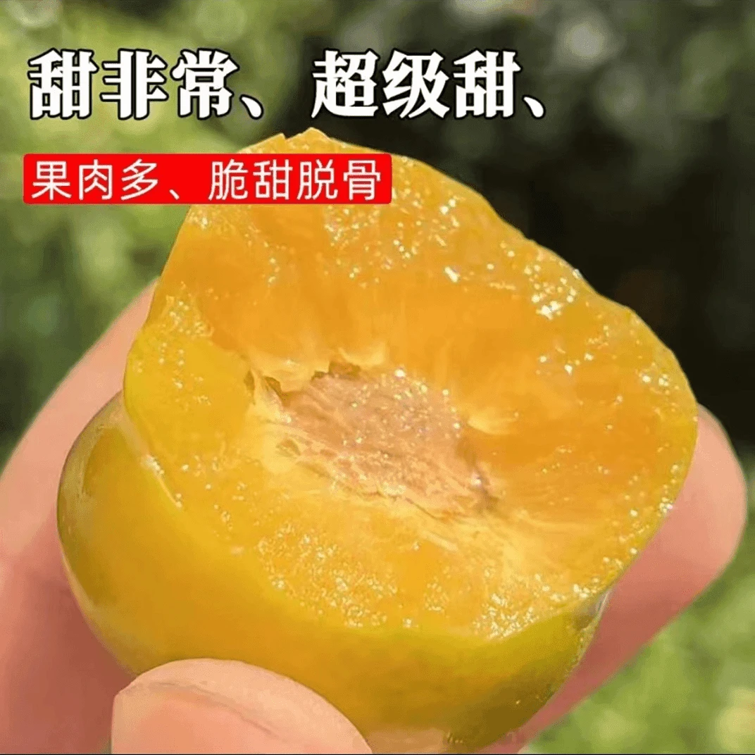 洋葱包邮正宗蜂糖李冰糖青脆李洋葱包邮整箱现发现摘水果蜂蜜李子