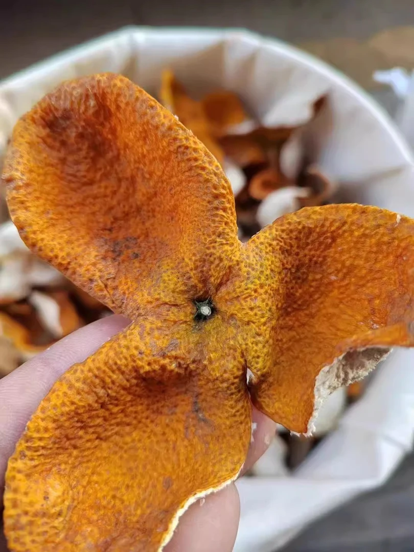 【塞口围原枝老树大红断皮】梅江新会陈皮2024年大红皮