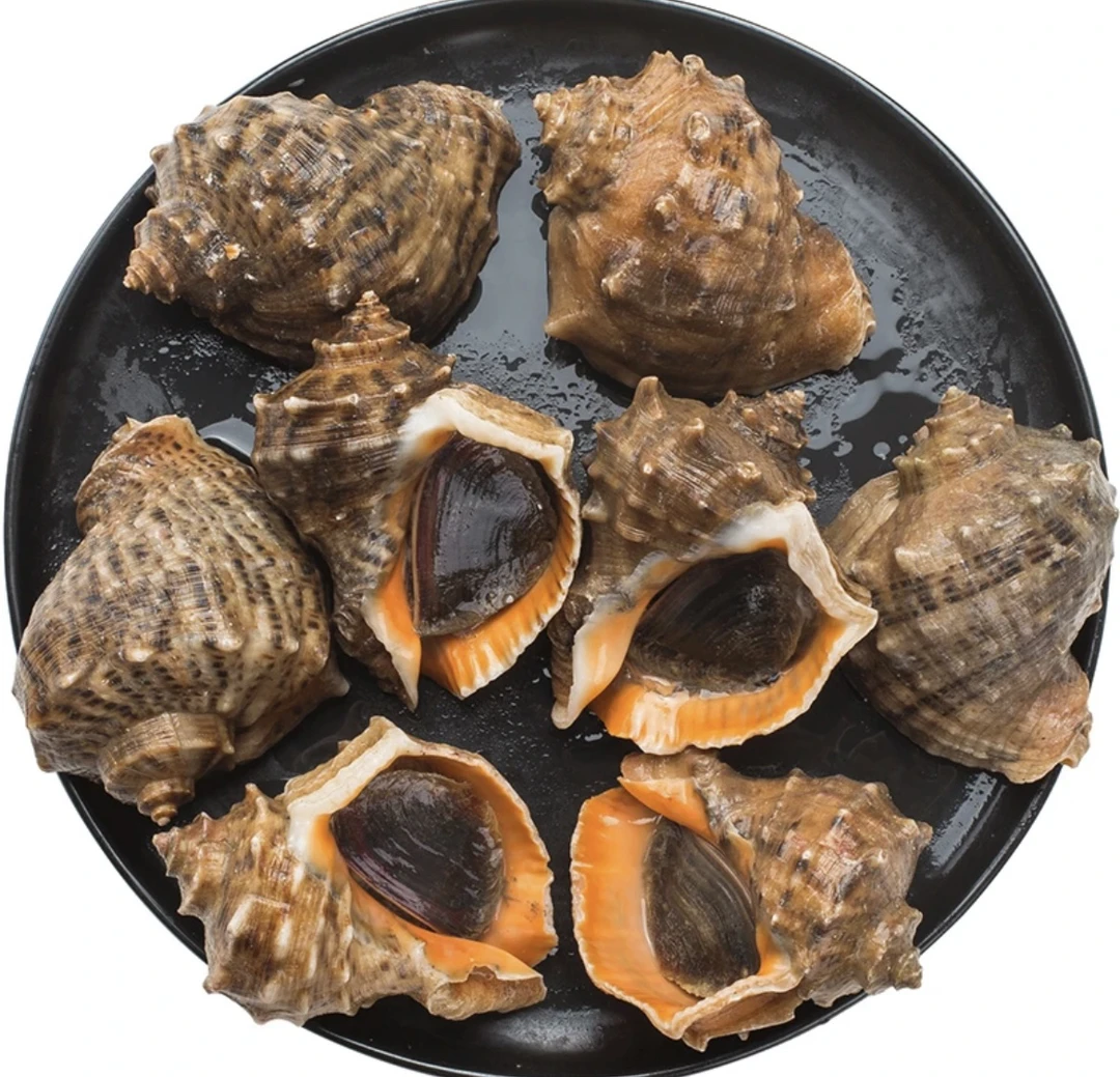 鲜活海螺 500g（有大小规格可选）