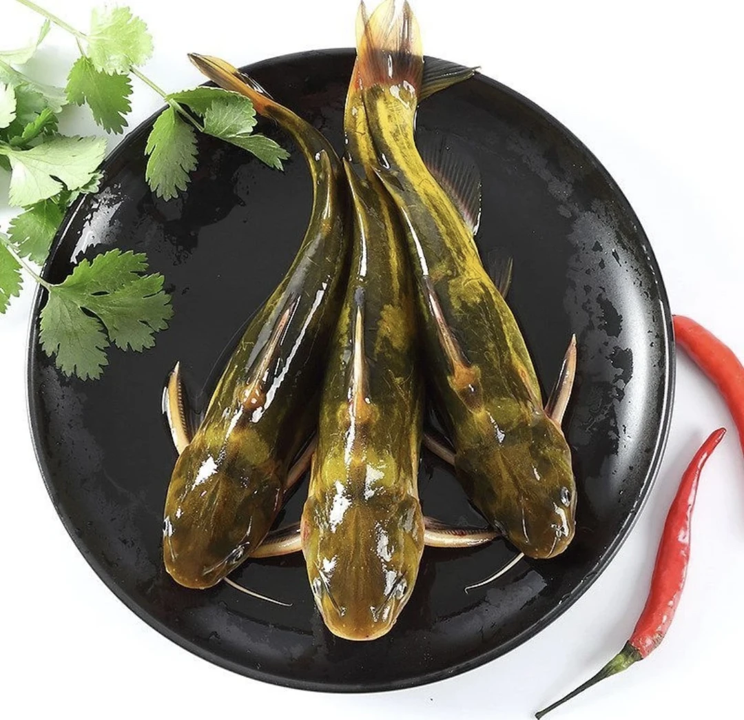 鲜活黄嘎鱼36元/1斤（3条-5条）现杀 嘎鱼 黄颡鱼 黄辣丁 炸鱼
