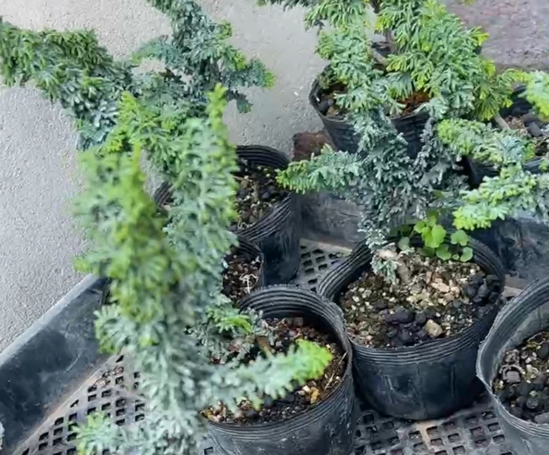 盆景石化桧链接观赏