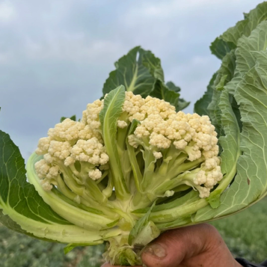 河南露天种植越冬青跟青杆散花菜 松花菜4斤包邮