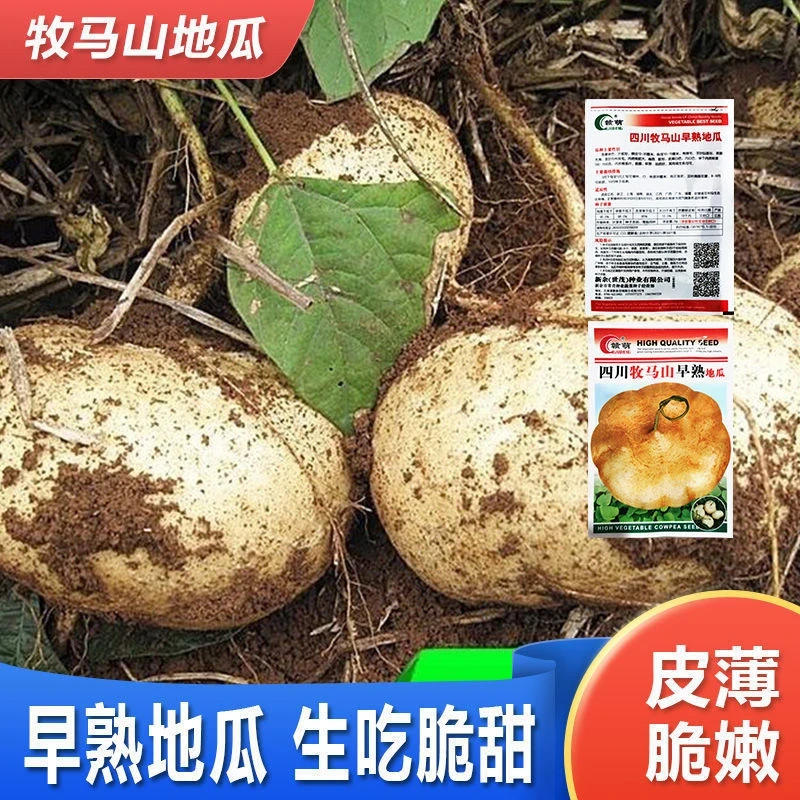 早熟凉薯种子水果沙葛土瓜种籽菜种子地瓜凉茹种子牧马山地瓜种籽