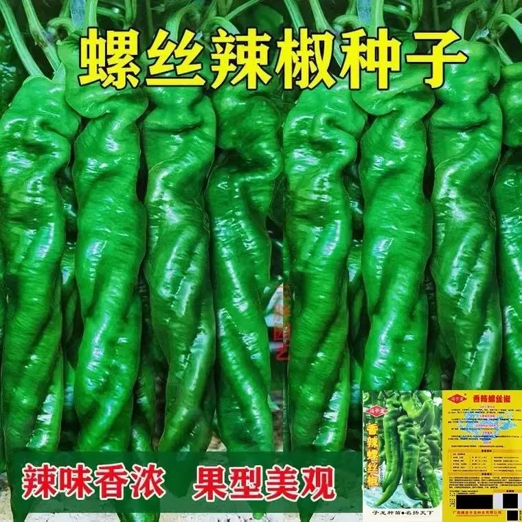 螺丝辣椒种子香辣金品螺丝椒种春秋季抗病四季蔬菜种子