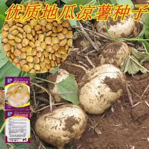 水果白地瓜凉薯种子特大早熟春秋播种凉薯地瓜种子 蔬菜种籽